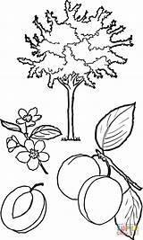 Apricot Drzewo Albicocco Albero Kolorowanka Abricot Morelowe Supercoloring Plum Shrubbery Designlooter Fruits Trees Arancio Stampare Kategorii Owocowe sketch template