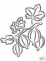 Agrest Kolorowanki Gooseberry Gooseberries Kolorowanka Grafika sketch template