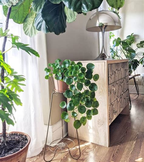 lush indoor plants ideas  decorate  home decoholic