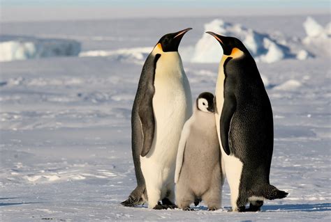 penguin perspective     emperor penguins