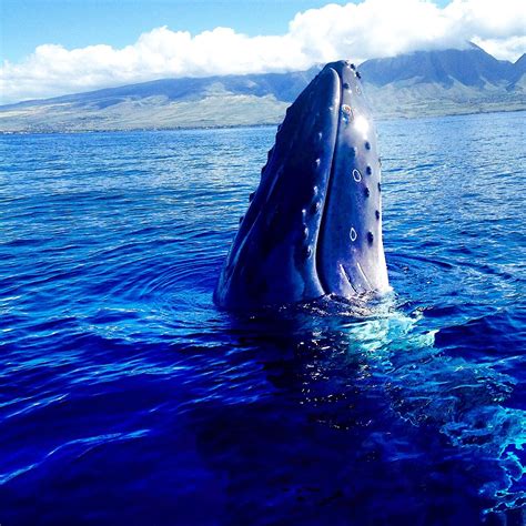 join   check   majestic humpback whales  maui