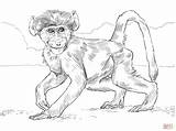 Coloring Monkey Baboon Pages Baby Spider Chacma Drawing Realistic Baboons Printable Monkeys Clipart Skip Main Comments Categories sketch template