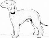 Coloring Dog Pages Breed Breeds Pinscher Doberman Getdrawings Getcolorings Popular Printable sketch template