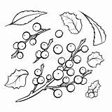 Mistletoe Coloring sketch template