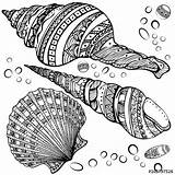Coloring Mandala Seashell Zentangle Pages Drawing Shell Sea Seashells Shells Drawings Colouring Isolated Decorative Patterns Background Set Visit Stock Choose sketch template