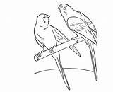 Coloring Parakeet Awesome Drawing Utilising Button Print Grab Otherwise Could Easy sketch template