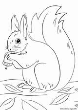 Coloring Fall Winter Squirrel Pages Preparing Printable sketch template