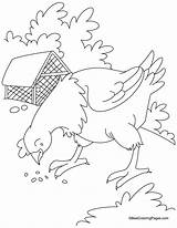 Gain Egg Poule Broderie Bestcoloringpages Sequencing sketch template