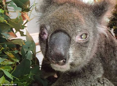 rspca photos from koala park sanctuary show emaciated koalas with