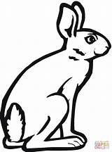 Coloring Jackrabbit Hare Rabbit Jack Bunny Pages Arctic Drawing Printable Clipart Sitting Drawings Color Clipartmag Animal Categories Supercoloring sketch template
