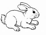 Bunny Rabbit Coloring Drawing Pages Frog Animal Plush Popular Library Colors sketch template