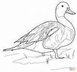 Duck Coloring Pages Ducks Mallard Pintail Northern Printable Color Pond Gannet Supercoloring Drawing Print Template Sketch Drawings Getcolorings Getdrawings Categories sketch template