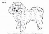 Maltese Dogs Drawingtutorials101 sketch template