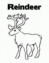 Reindeer Renifer Kolorowanki Dzieci sketch template