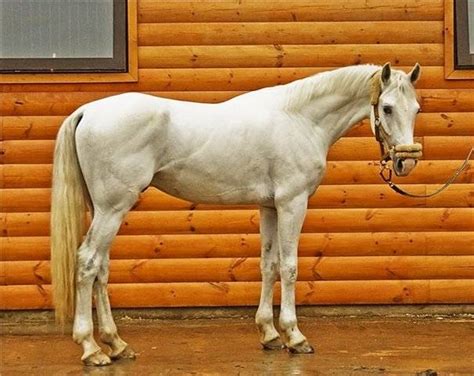 orlov trotter for sale adoption from moscow