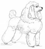 Poodle Coloring Toy Pages Draw Drawing Poodles Printable Step Clipart Dogs Clip Paper sketch template
