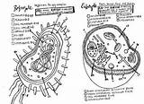 Coloring Cell Sheet Prokaryotes Biology Prokaryote Eukaryotes Eukaryote Sheets Membrane Diagram Science Visit Expected sketch template