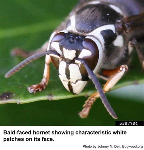 baldfaced hornets  landscapes nc state extension publications