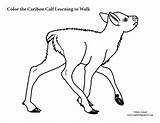 Calf Caribou Learns sketch template