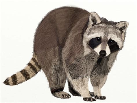 raccoon drawing   raccoon illustration raccoon art animal