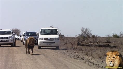traffic jam at massive male lion sighting in kruger park