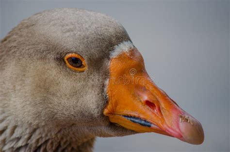duck  face stock image image  animal closeup nature