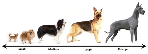 dog breeds  size dog training home dog types