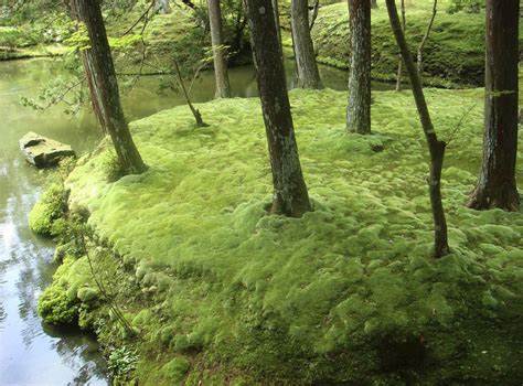 primeval moss    peaceful garden  independent  independent