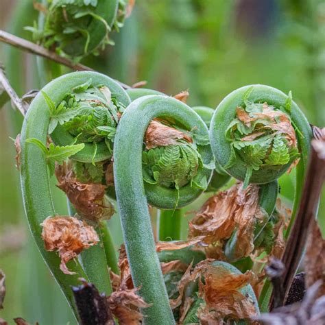 fiddlehead ferns identifying harvesting  cooking