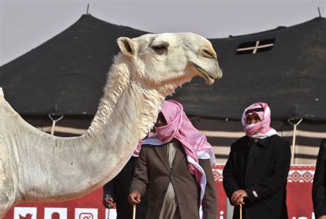 dozens of camels tossed from saudi arabia beauty contest over botox