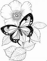 Coloring Pages Flower Flowers Butterflies Adults Adult sketch template