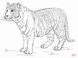 Tiger Tigre Sumatra Colorare Bengal Tigers Disegni Sumatran Supercoloring Schritt Bambini Zeichnet Ausmalbild Tigres Tygrys Ausmalen Disegnidacolorare sketch template