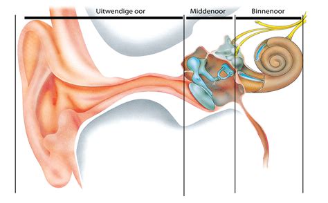 het oor oorschelp gehoorgang en binnenoor hoorzaken