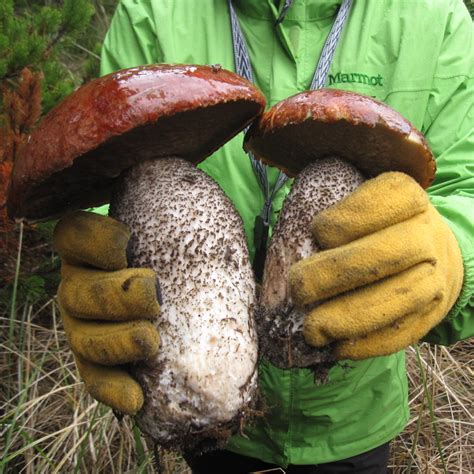 austin homestead wild edibles mushrooms