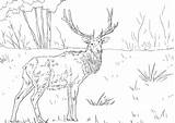 Wapiti Coloring Elk Cervo Colorare Disegni Kolorowanka Roosevelt Nogi Supercoloring Ausmalbild Ausdrucken Mamydzieci Dlugie Vu sketch template