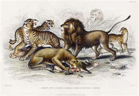 Asiatic Lion Lioness Bengal Tiger Leopard And Jaguar F