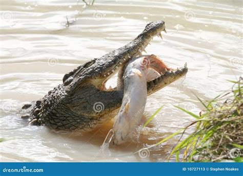 crocodile eating fish stock  image