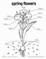 Tulip Diagram Coloring Plant Flower Science Worksheet Parts Worksheets Education Nature Anatomy Kids Labeled Spring Tulips Pages Plants Choose Board sketch template