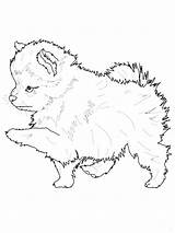 Husky Colouring sketch template