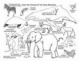 Mammals Pages Classification Wild Sheri Amsel Reproduction Cycle Coloringnature Exploringnature sketch template