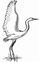 Crane Bird Coloring Swamp Pages Landed Netart Color sketch template