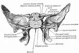 Sphenoid Bone Anatomy Pterygoid Plate Medial Theodora Posterior Fossa Labeled Process Right Lamina Human Os Sphenoidale Upper Surfaces Wikidoc 5a sketch template