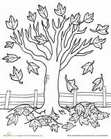 Tree Coloring Fall Pages Education Kaynak Sonbahar sketch template