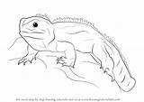 Tuatara Reptiles Reptielen Drawingtutorials101 sketch template