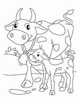 Calf Vache Veau Cows Roping Getcolorings sketch template