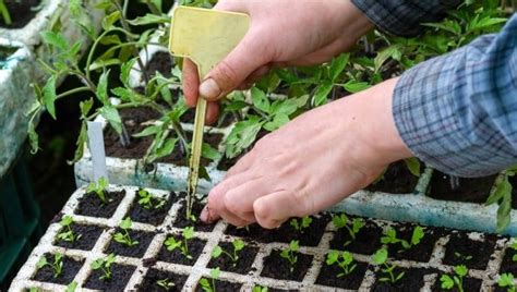tuinennl praktische tips voor het onderhouden van je tuin