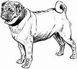 Coloring Pages Dog Pug Puppy Drawing Mastiff Line Printable Color Drawings Colouring Clipart Kids Breed Collie Domain Public Draw Dogs sketch template