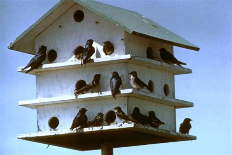 size  martin birdhouse holes bird houses barn houses  purple martin house