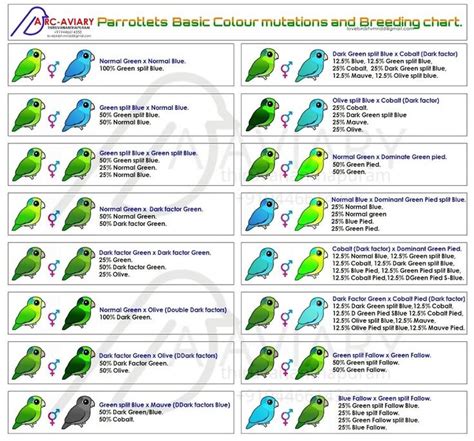 Parrotlets Basic Colour Mutation And Breeding Chart