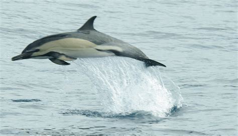 gewone dolfijn stichting rugvin